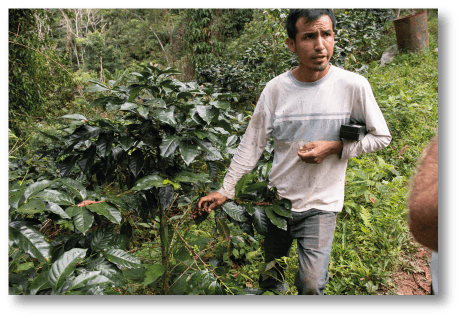 Kaffeeplantage in Peru