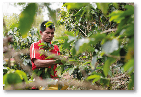 Kaffeeplantage in Peru