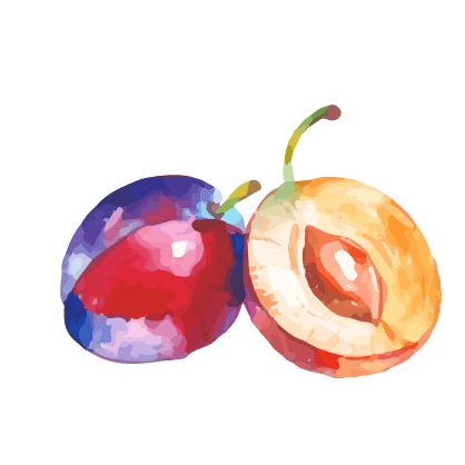Steinfrucht